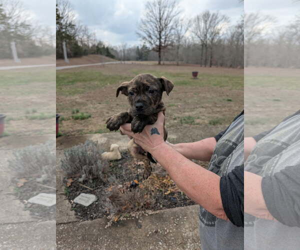 Medium Photo #3 Boxador Puppy For Sale in SHERBURNE, NY, USA