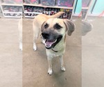 Small #3 Black Mouth Cur Mix