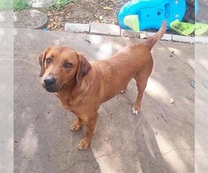 Mutt Dogs for adoption in San Antonio, TX, USA