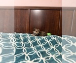 Small Yorkshire Terrier