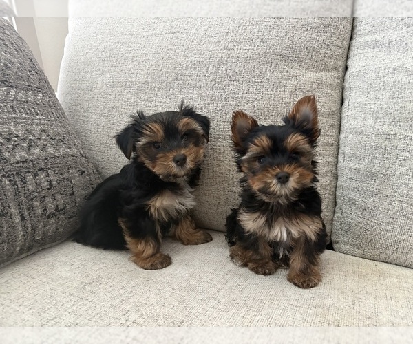 Medium Photo #3 Yorkshire Terrier Puppy For Sale in SAN ANTONIO, TX, USA