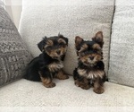Small #2 Yorkshire Terrier