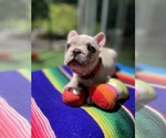 Small #5 Faux Frenchbo Bulldog