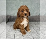 Small #1 Cavapoo