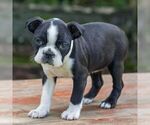 Small #6 Boston Terrier