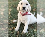 Small Photo #1 Labrador Retriever Puppy For Sale in SENECA, KS, USA