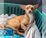 Small #21 Chihuahua