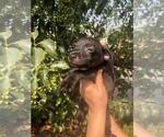 Small Photo #23 Xoloitzcuintli (Mexican Hairless) Puppy For Sale in BOX CANYON, CA, USA