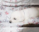 Puppy Mercedes English Cream Golden Retriever