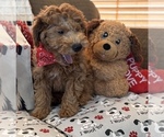 Small #12 Goldendoodle (Miniature)
