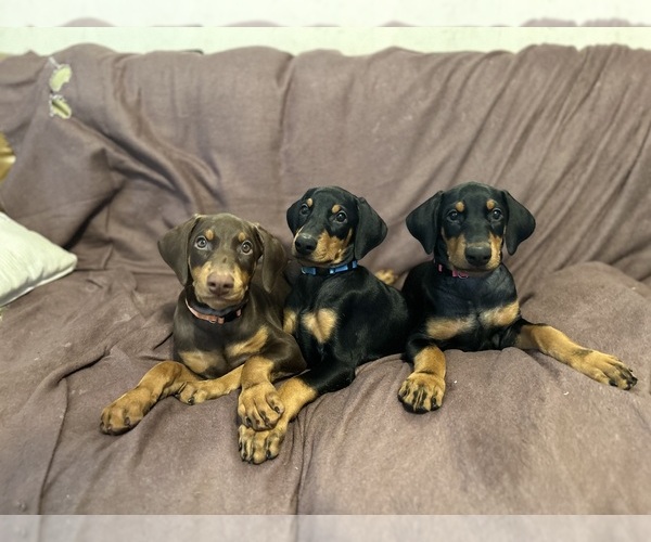 Medium Photo #5 Doberman Pinscher Puppy For Sale in HATTIESBURG, MS, USA