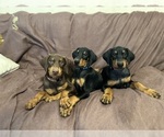 Small Photo #5 Doberman Pinscher Puppy For Sale in HATTIESBURG, MS, USA