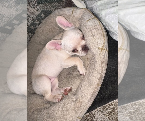 Medium Photo #7 French Bulldog Puppy For Sale in NORTH HAMPTON, NH, USA