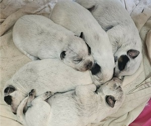 Australian Cattle Dog Litter for sale in SPRUCE PINE, NC, USA