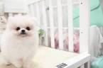 Small Photo #1 Pomeranian Puppy For Sale in SAN JOSE, CA, USA