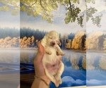 Small Photo #3 Pomeranian Puppy For Sale in INDIO, CA, USA