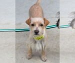 Small #3 Norfolk Terrier Mix