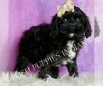 Small #2 Cavapoo (Miniature)