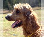Small #4 Golden Irish