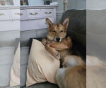 Small #3 German Shepherd Dog-Siberian Husky Mix