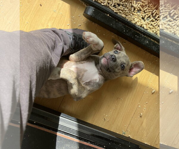 Medium Photo #4 Australian Shepherd-Staffordshire Bull Terrier Mix Puppy For Sale in Davis, CA, USA