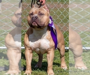 Father of the American Bully puppies born on 03/20/2023
