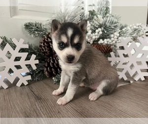 Alaskan Klee Kai Puppy for sale in WILLIAMSBURG, OH, USA