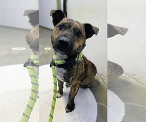 Mutt Dogs for adoption in Rockaway, NJ, USA