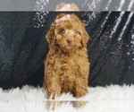 Small #1 Poodle (Miniature)