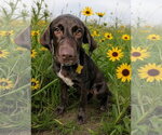 Small #14 Labrador Retriever Mix