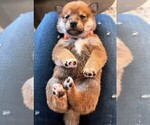 Puppy Red Shiba Inu
