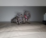 Small Photo #13 French Bulldog Puppy For Sale in PORT READING, NJ, USA