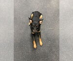 Small Australian Kelpie-Australian Shepherd Mix