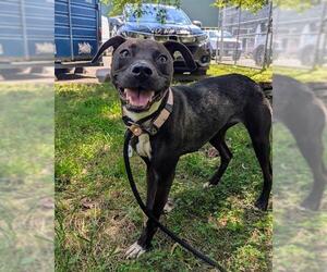 Labrador Retriever-Unknown Mix Dogs for adoption in Forestville, MD, USA