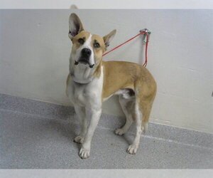 American Pit Bull Terrier-Labrador Retriever Mix Dogs for adoption in Pasadena, TX, USA