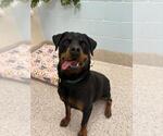 Small Rottweiler