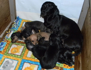 Mother of the Dachshund puppies born on 05/14/2017
