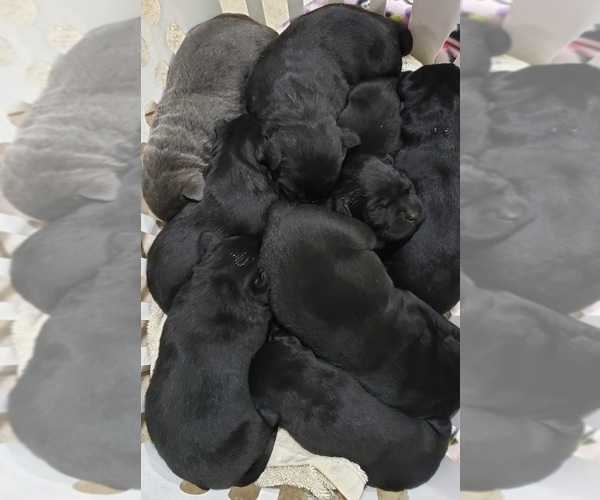 Medium Photo #2 Labrador Retriever Puppy For Sale in OLYMPIA, WA, USA