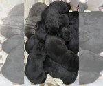 Small Photo #14 Labrador Retriever Puppy For Sale in OLYMPIA, WA, USA