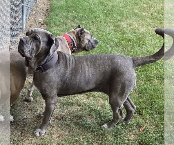 Medium Photo #5 Neapolitan Mastiff Puppy For Sale in Ellisville, MO, USA