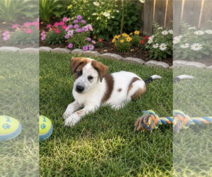 Mutt Dogs for adoption in Euless, TX, USA