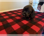 Puppy Puppy 4 Schweenie