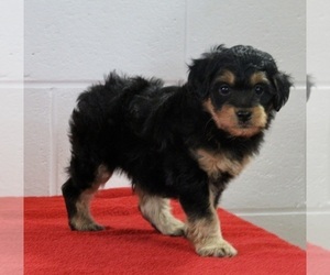 Aussiedoodle Miniature  Puppy for sale in FREDERICKSBURG, OH, USA