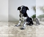 Small #12 Labrador Retriever-Miniature Australian Shepherd Mix