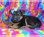 Small Photo #2 German Shepherd Dog Puppy For Sale in ELKTON, MD, USA