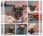 Small Photo #21 French Bulldog Puppy For Sale in MCKINLEYVILLE, CA, USA