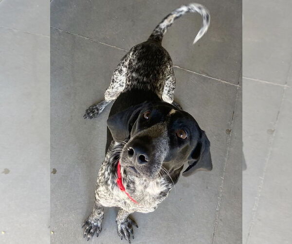 Medium Photo #2 Coonhound-Unknown Mix Puppy For Sale in Jefferson, WI, USA