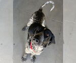 Small #1 Coonhound Mix