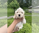 Small Photo #9 Cockapoo (Miniature) Puppy For Sale in BUCKLEY, WA, USA