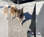 Small #1 Akita